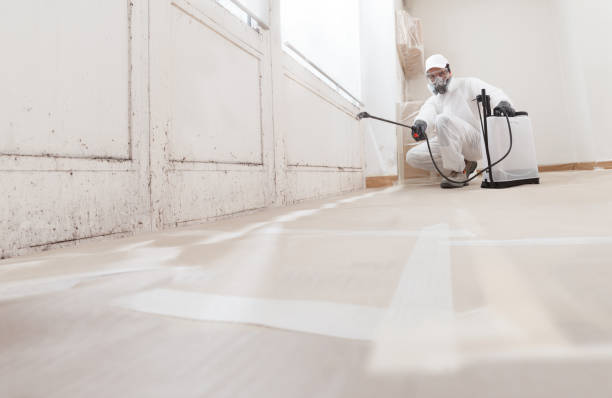 Black mold remediation team in Berlin